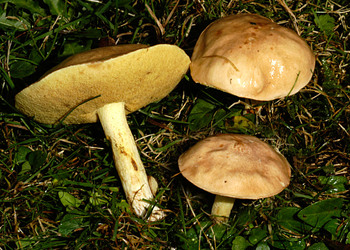 Körnchenröhrling (Suillus granulatus) - © Heinz Prelicz